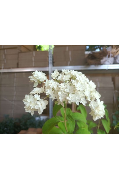 Гортензія деревовидна ’Хайєс Старберст’